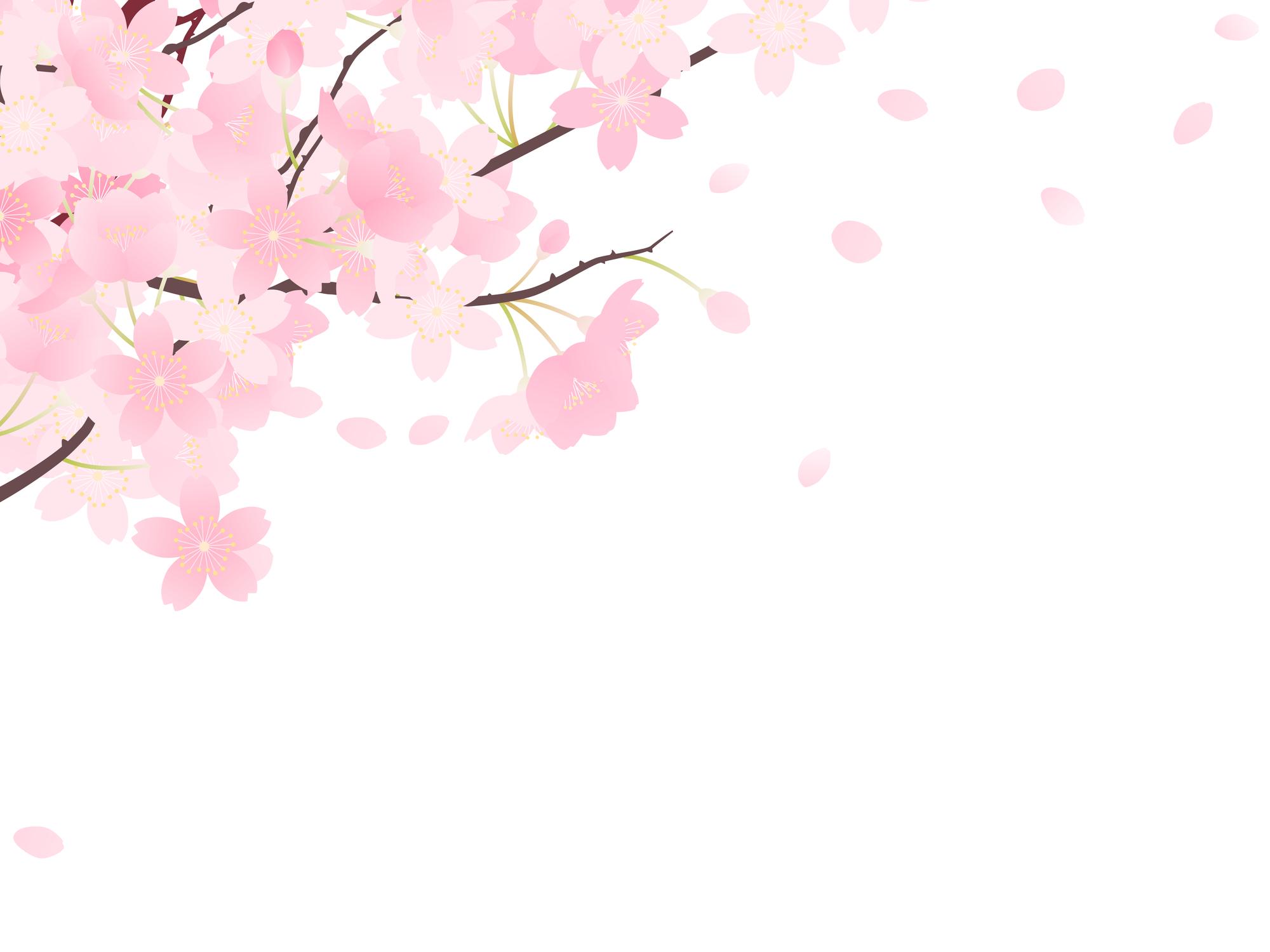 さくら